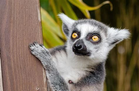 5 Interesting Facts You Should Know About Madagascar