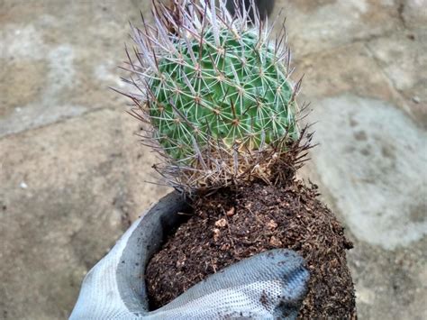 Ensure that the soil remains moist and care for your plant in the same way you would a mature cactus.12 x research source. How to transplant a small cactus? - Only Cactuses