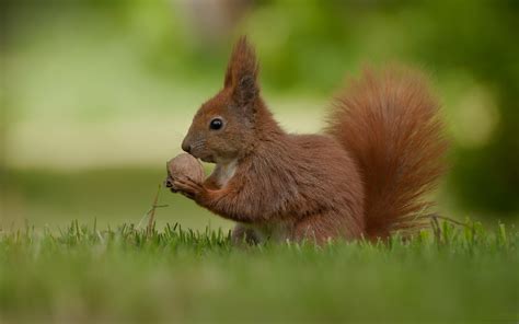 Animals Grass Squirrels Depth Of Field Wallpapers Hd Desktop And