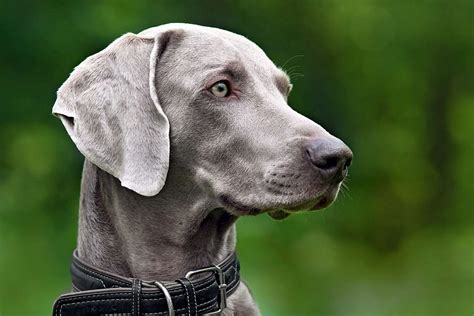 Weimaraner Dog Breed Information And Characteristics Daily Paws
