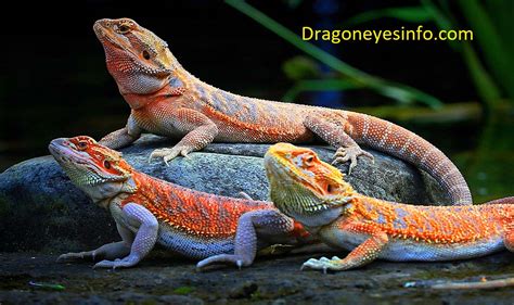Bearded Dragon Colors Dragoneyes Info