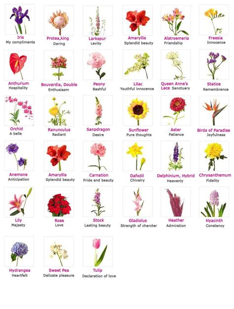 Flower Meanings Flower Meanings Flower Names Types Of Flowers