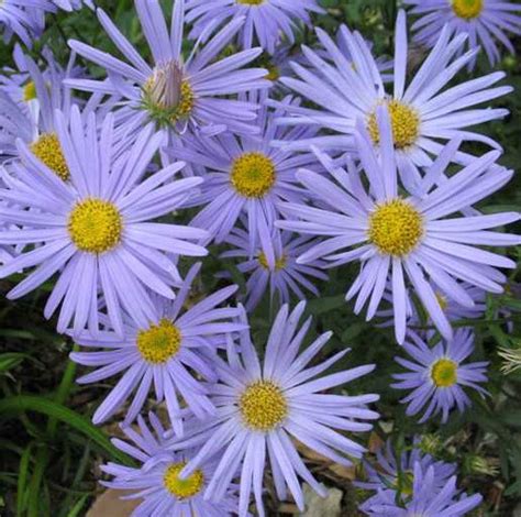 They not only survive but thrive , blooming in sunny landscapes from the earliest days of summer through the last frosty days of autumn. 1000+ images about Zone 9 Perennials on Pinterest ...