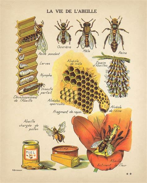 Antique Bee Print Vintage French Honey Bee Wall Art Available In 4