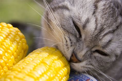 Undoubtedly, one of the best things we have learned to make out of corn is popcorn. Can Cats Eat Corn? Everything You Need to Know! - ExcitedCats