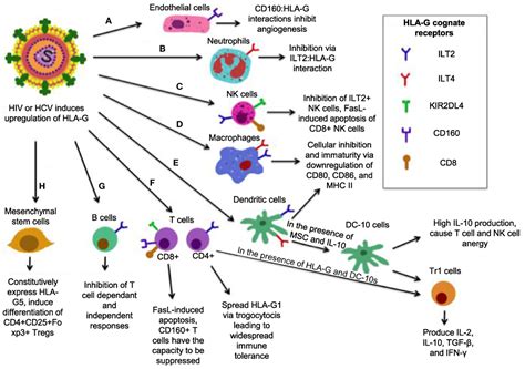 Frontiers Human Leukocyte Antigen Hla And Immune Regulation How Do