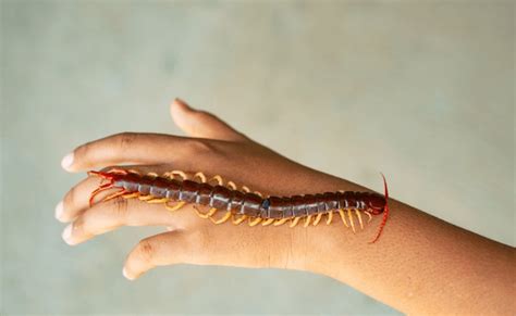 2 Thousand Centipede Bite Royalty Free Images Stock Photos And Pictures