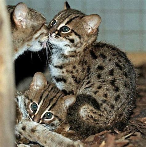 world s smallest wild cats rusty spotted cats make appearance in berlin love meow