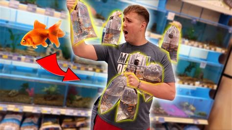 I Bought All The Goldfish At Petsmart Youtube