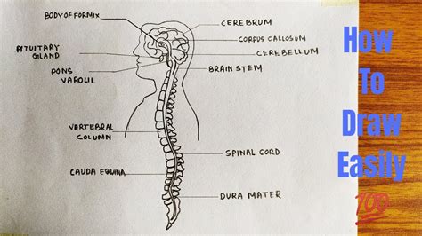 How To Draw Diagram Of Central Nervous System Easily Step By Step