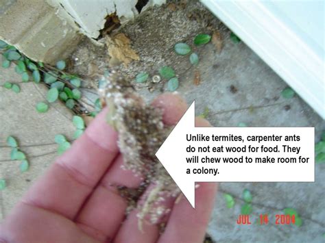 That's because the proper tools and methods needed to kill subterranean and drywood termites are a closely guarded secret by pest control companies. Home Termite Inspections | Dallas-Fort Worth Real Estate ...