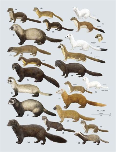 Weasel Species Animals Animals Beautiful Mammals