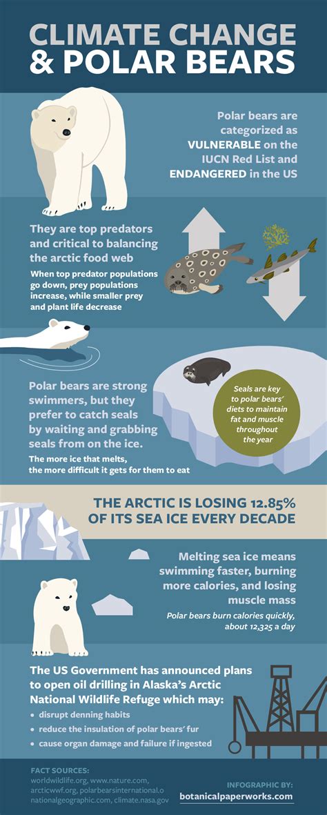 Facts About Polar Bears And Arctic Conservation For International Polar