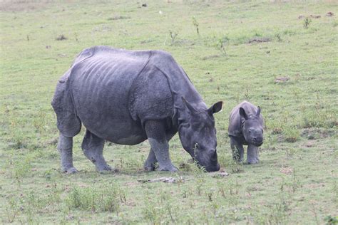 Mother And Baby Of Indian Rhinoceros Walking In The Field Free Image