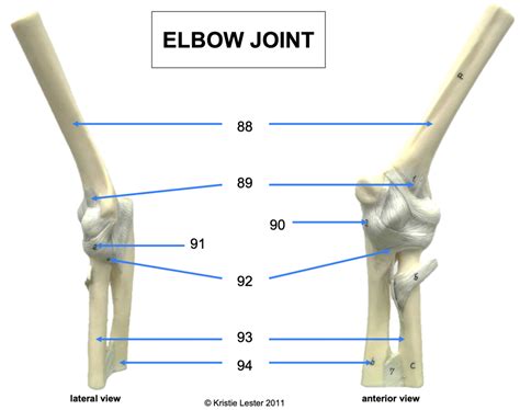 Elbow Joint Diagram Quizlet