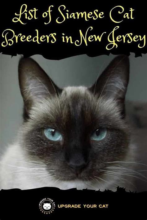 We did not find results for: Siamese Cat Breeders in New Jersey | Kittens & Cats for ...