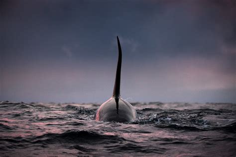 Amazing Orca Photos Norway George Karbus Photography