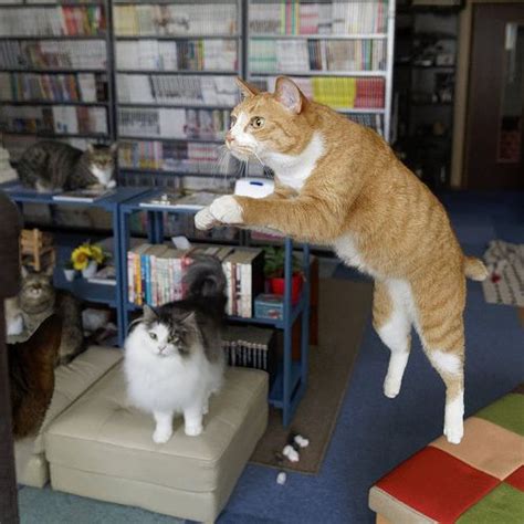 Akimasa Harada Flickr Cute Cats Beautiful Cats Cats And Kittens