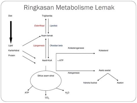 Metabolisme Pengertian Fungsi Dan Prosesnya