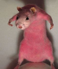 Explore tweets of free.hamster.pfps @freehamsterpics on twitter. Pompeii | Pompeii, Pompeii italy, Italy tours