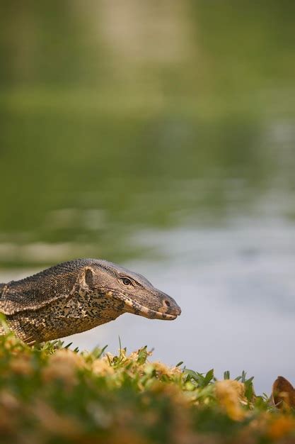 Premium Photo Water Monitor Lizard In Grass In Lumphini Park Bangkok