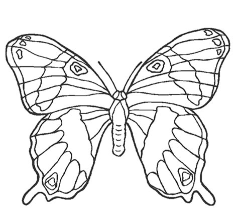 Mariposas para colorear mariposas infantiles coloreadas listas para imprimir gifs animados todo sobre las mariposas. pulgón: mariposas para colorear