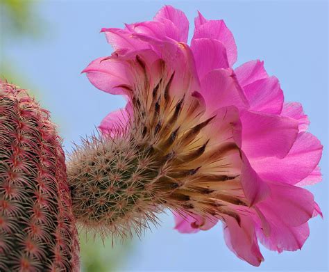 Arizona Rainbow Hedgehog Cactus Blossom Photograph By Dean Hueber