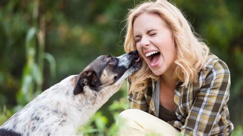 Son Chien Lui Léche La Chatte Chien Nouvelles