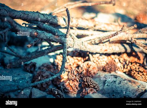 Closeup Of Pile Of Dry Branches And Twigs Debris Bundled On A Rock