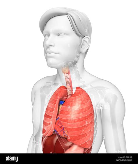 Illustration Of Male Lungs Anatomy Stock Photo Alamy