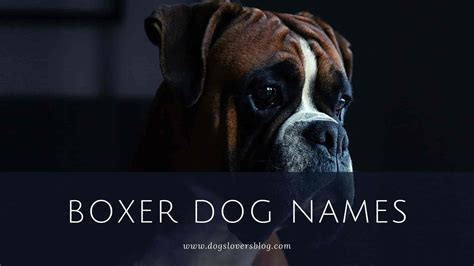 600 Best Boxer Dog Names The Ultimate List