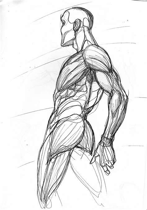 Human Body Anatomy Drawing