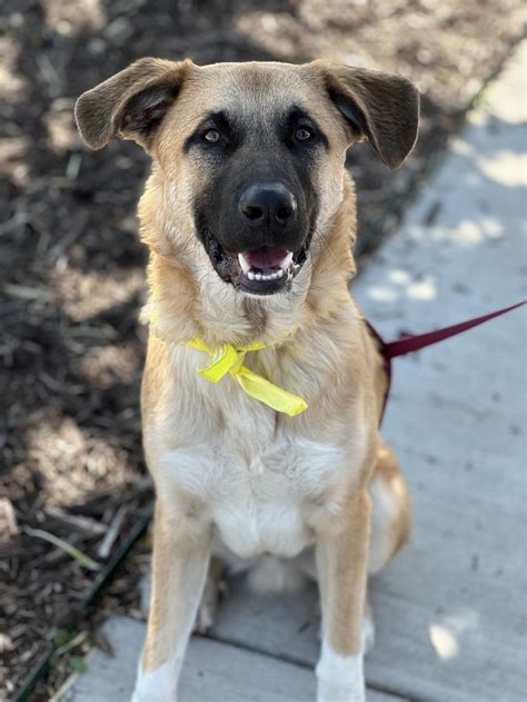 Dog for adoption - Sherman Lee, an Anatolian Shepherd Mix in Euless, TX