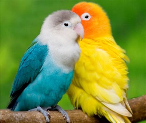 Cute Quotes About Birds Quotesgram