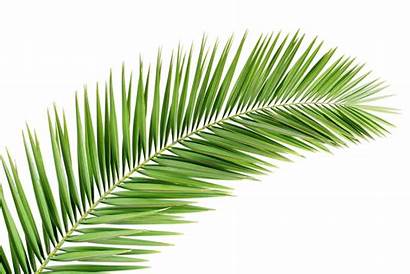 Palm Tree Leaf Transparent Leaves Background Nature