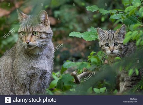 European Wildcat Felis Silvestris Silvestris With Young Np