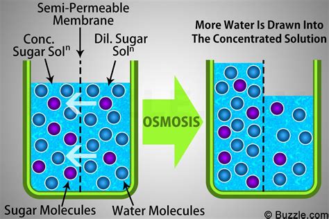 Examples Of Osmosis 7th Grade Science High School Science Science
