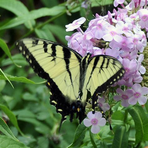 Swallowtail Butterfly At Monticello Swallowtail Butterflie Flickr