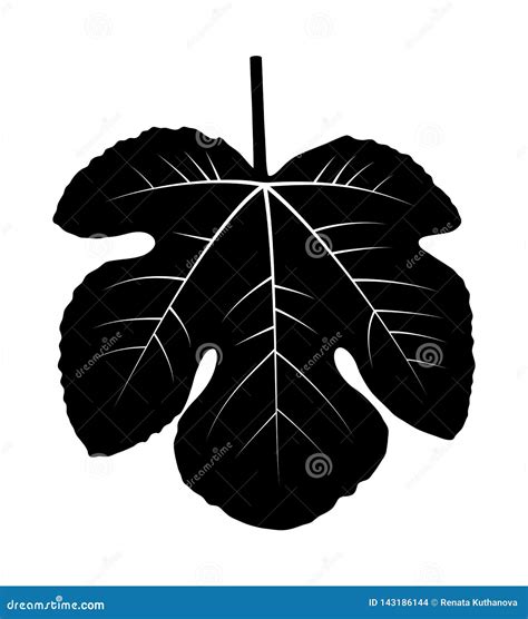 Fig Leaf Vector Illustration 143186144
