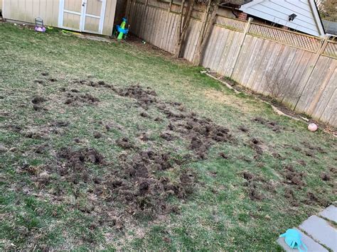 Insect Digging Holes In Lawn A Pictures Of Hole 2018