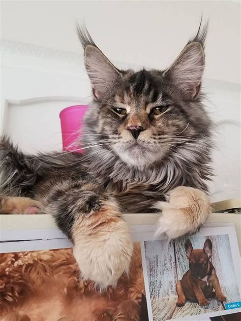 We also enjoy showing them in tica (the international cat association) and we are especially proud of our five tica international winners. Pin on Maine coon cats