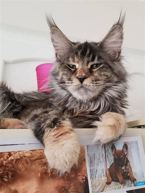 Check spelling or type a new query. Pin on Maine coon cats
