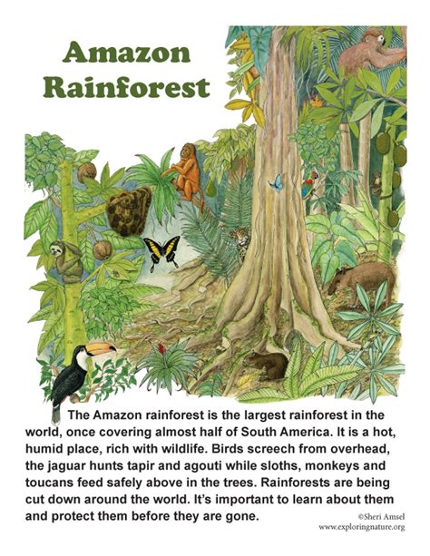 Many animals have adapted to the unique conditions of the tropical rainforests. Amazon Rainforest of South America