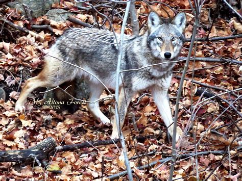 Eastern Coyote Aka Coywolf In Altona Forest Shy And Gorgeous