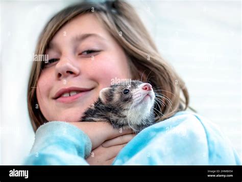 Young Girl Cuddles With Her Pet Ferret Stock Photo Alamy