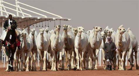 Botox For Camels At Saudi Arabia Beauty Pageant Thats A Big No No