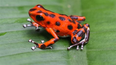 Red Frogs Are More Devilish Than Their Green Counterparts Science Aaas