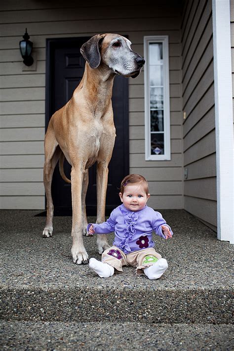 These 22 Little Kids Take Very Beautiful Pictures With Their Big Dogs