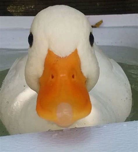 Ducks Are Always Cute 35 Pics