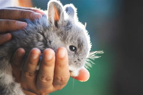 Premium Photo Cute Little Bunny Rabbit In Hands